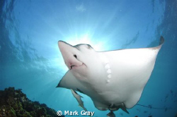 Eagle Ray up close and personal by Mark Gray 
